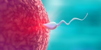 The Impact of DHEA on Male Reproductive Health